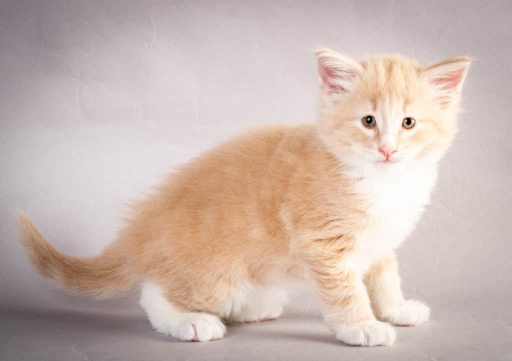 (N)Migoto's Laban, NFO e 09 22