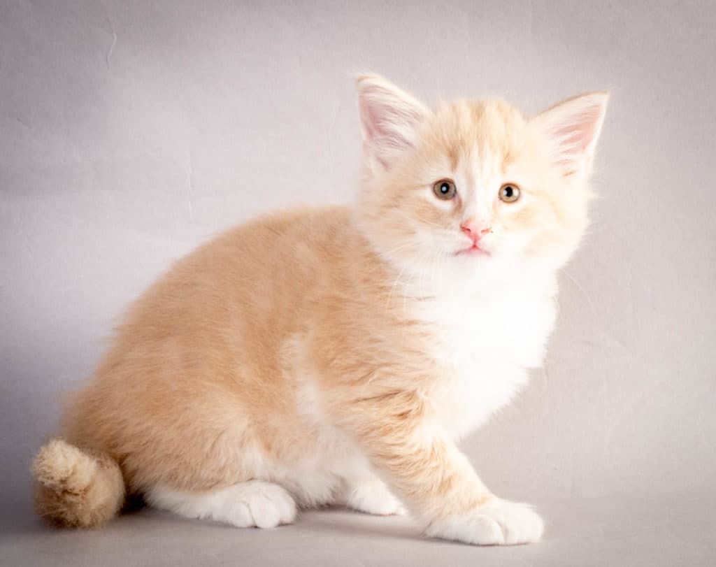 (N)Migoto's Laban, NFO e 09 22