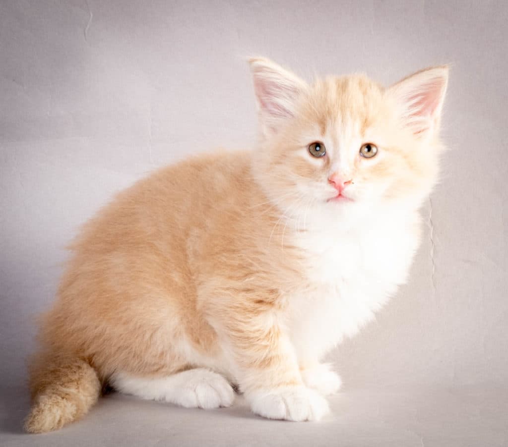 (N)Migoto's Laban, NFO e 09 22