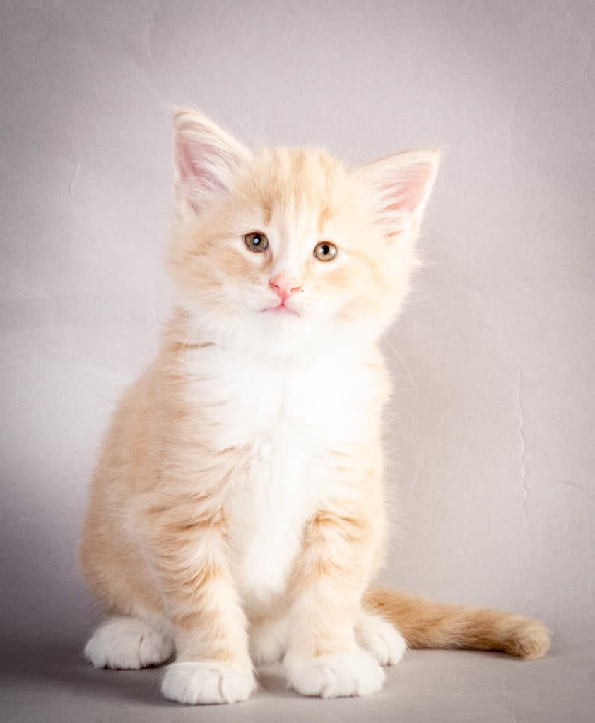 (N)Migoto's Laban, NFO e 09 22