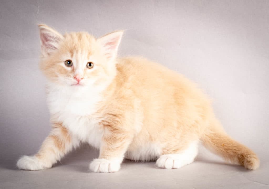 (N)Migoto's Laban, NFO e 09 22