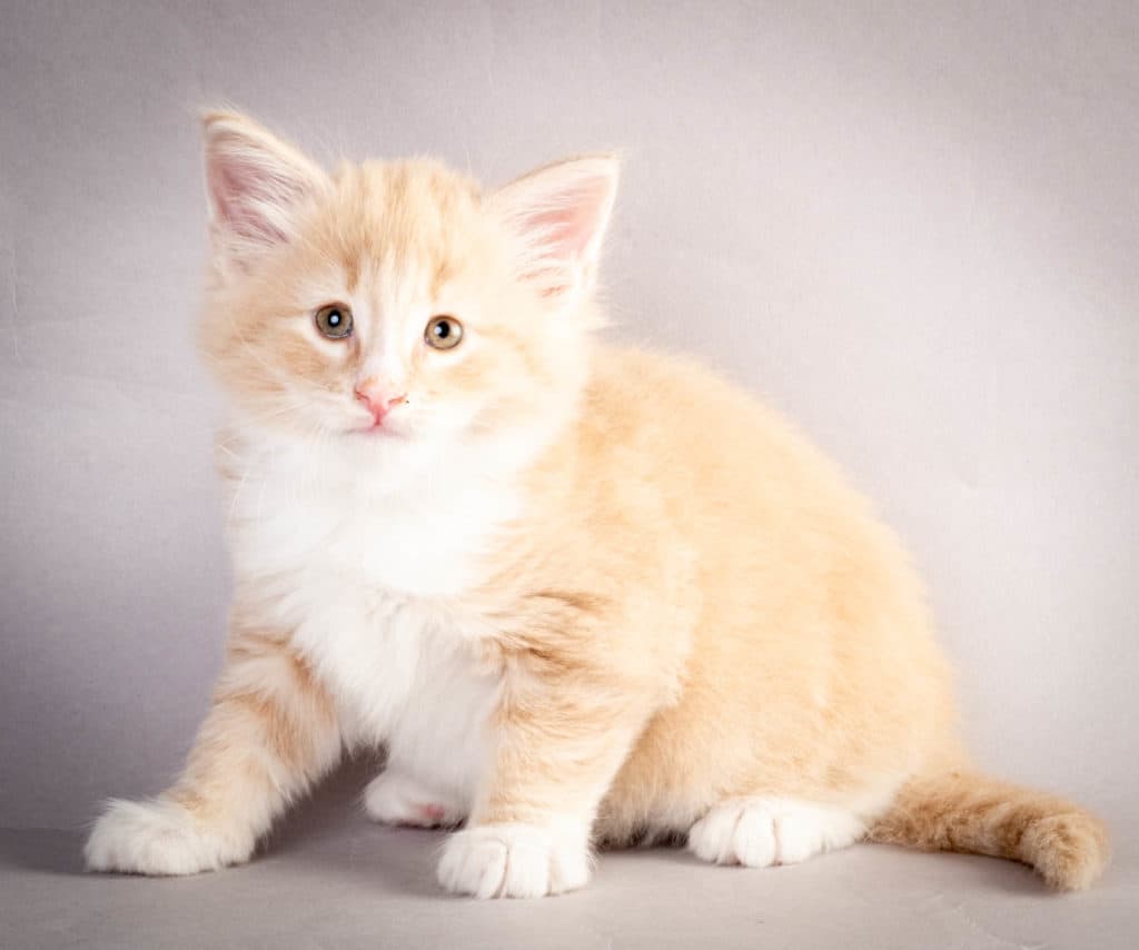 (N)Migoto's Laban, NFO e 09 22