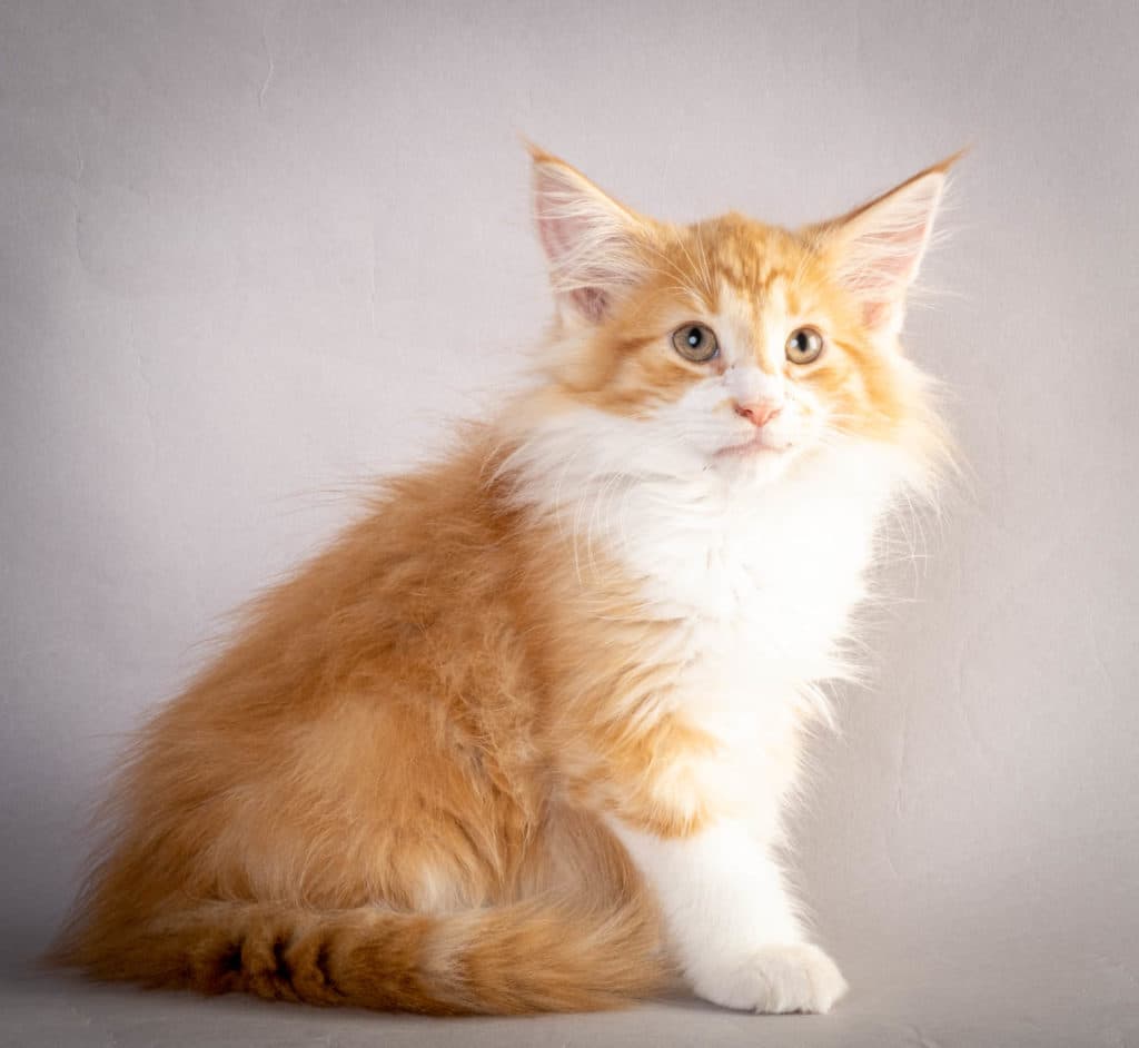 (N)Migoto's Kurt, NFO d 09 22