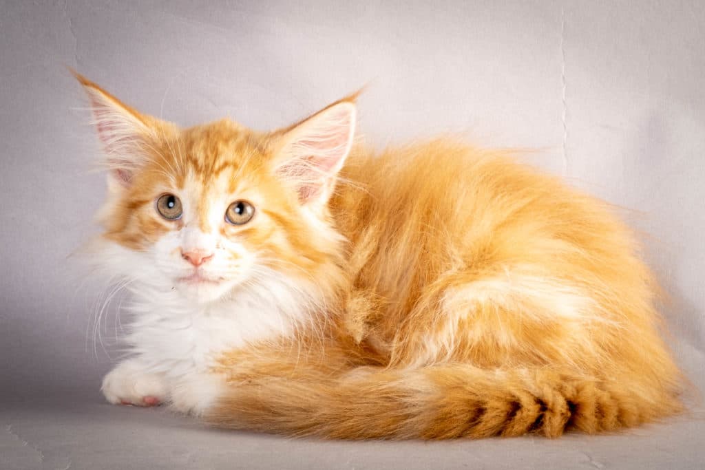 (N)Migoto's Kurt, NFO d 09 22