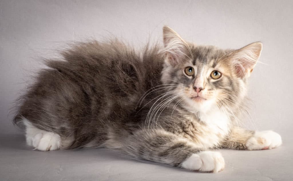 (N)Migoto's Kåre, NFO a 09 22