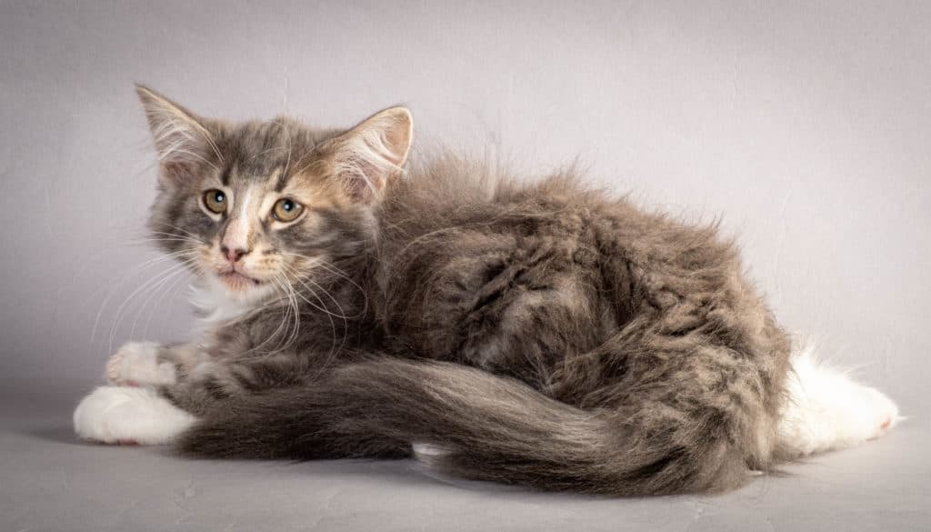 (N)Migoto's Kåre, NFO a 09 22