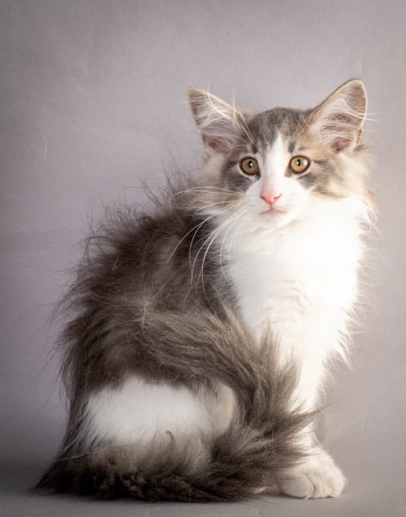 (N)Migoto's Kaiser, NFO a 03 22