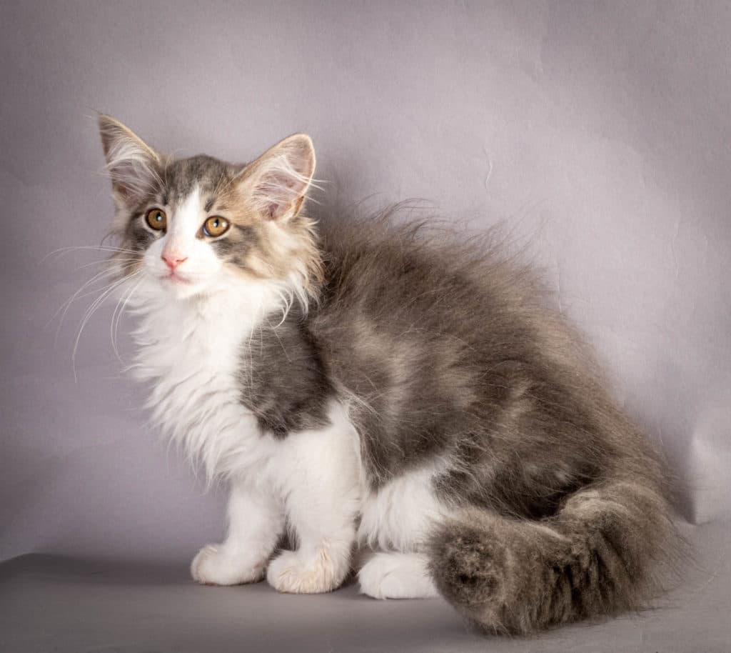 (N)Migoto's Kaiser, NFO a 03 22