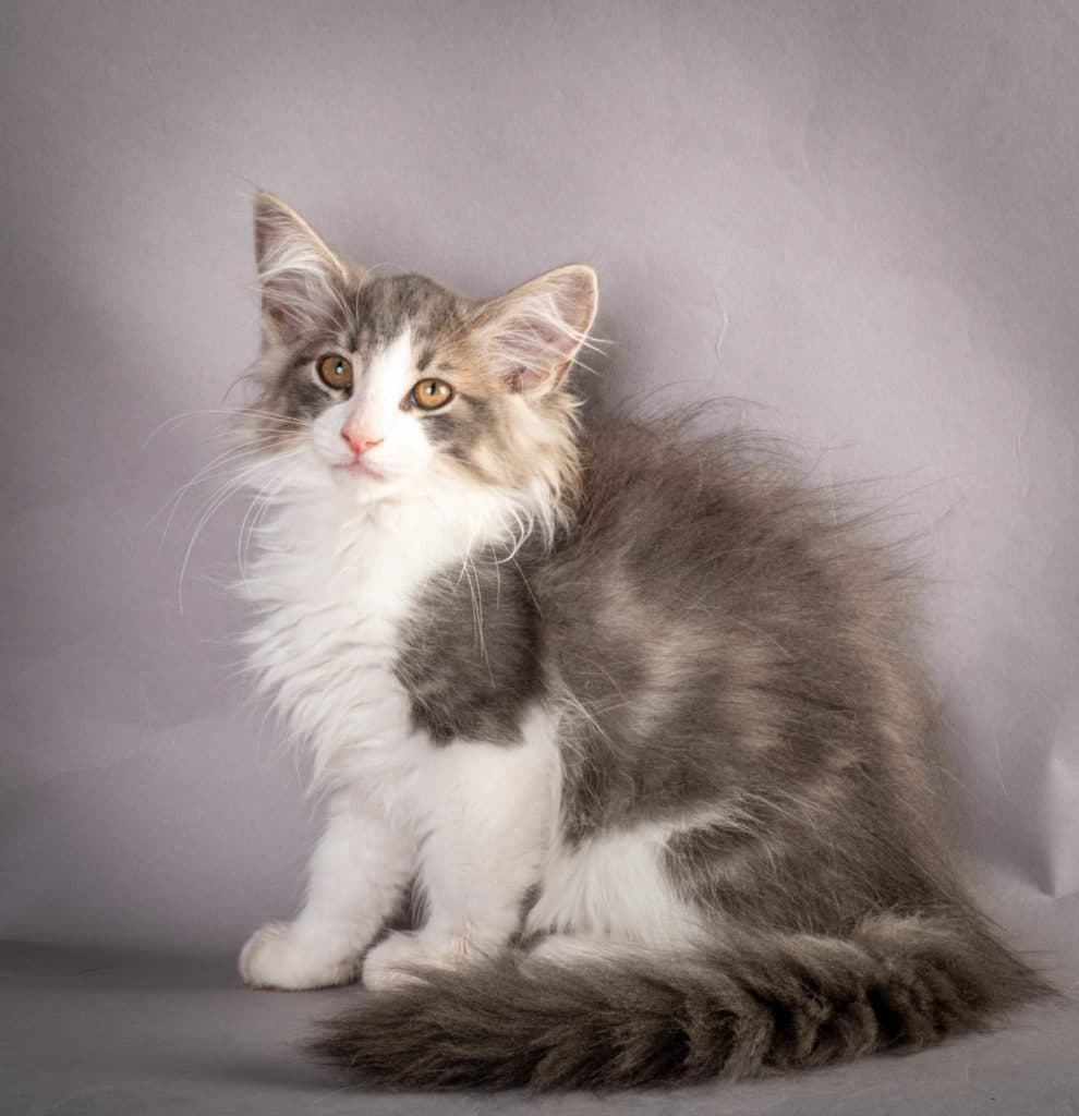 (N)Migoto's Kaiser, NFO a 03 22