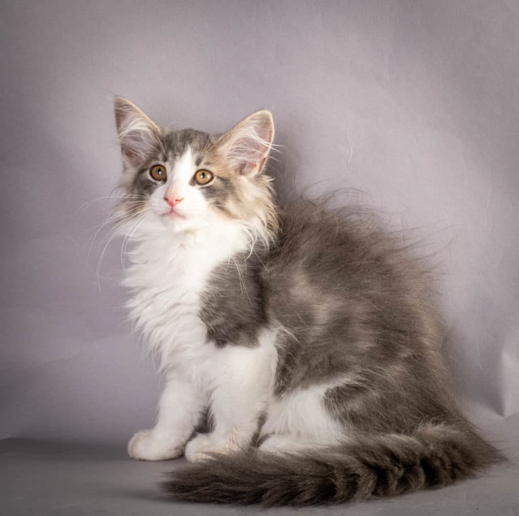 (N)Migoto's Kaiser, NFO a 03 22