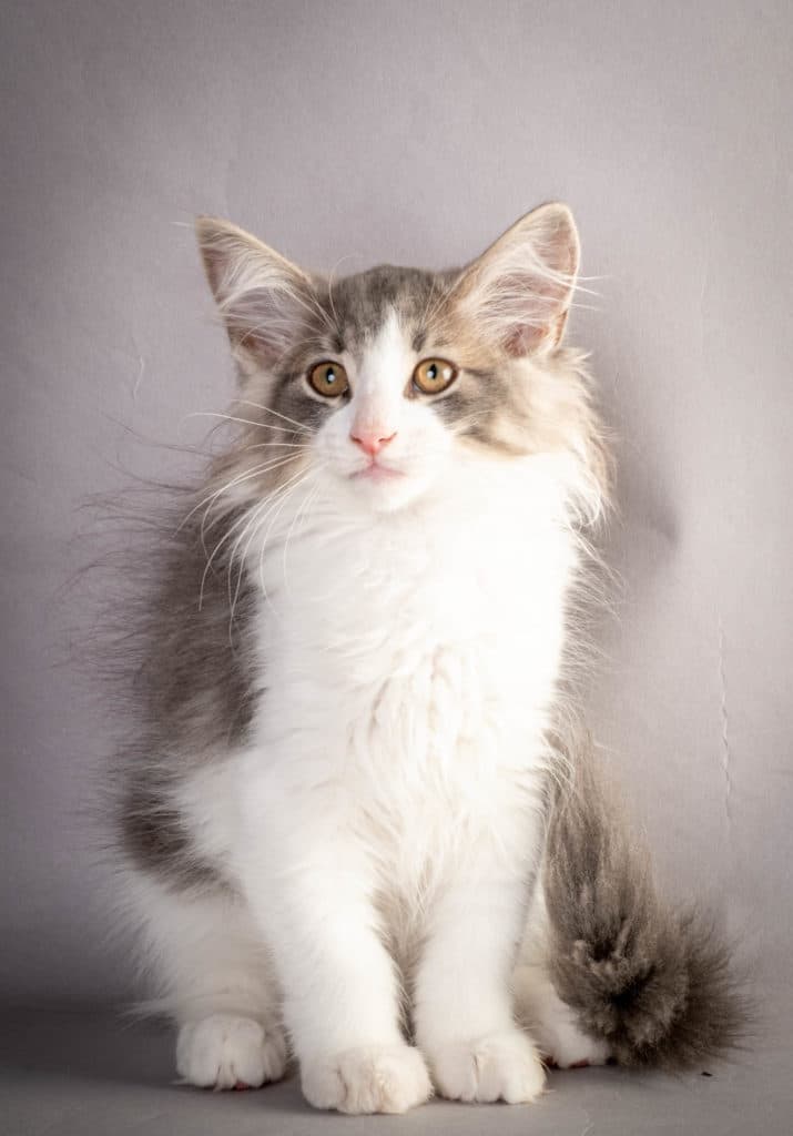 (N)Migoto's Kaiser, NFO a 03 22