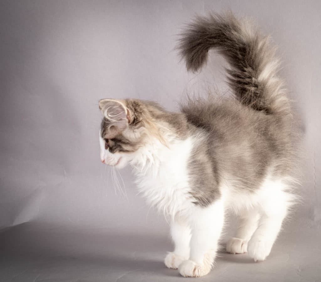 (N)Migoto's Kaiser, NFO a 03 22