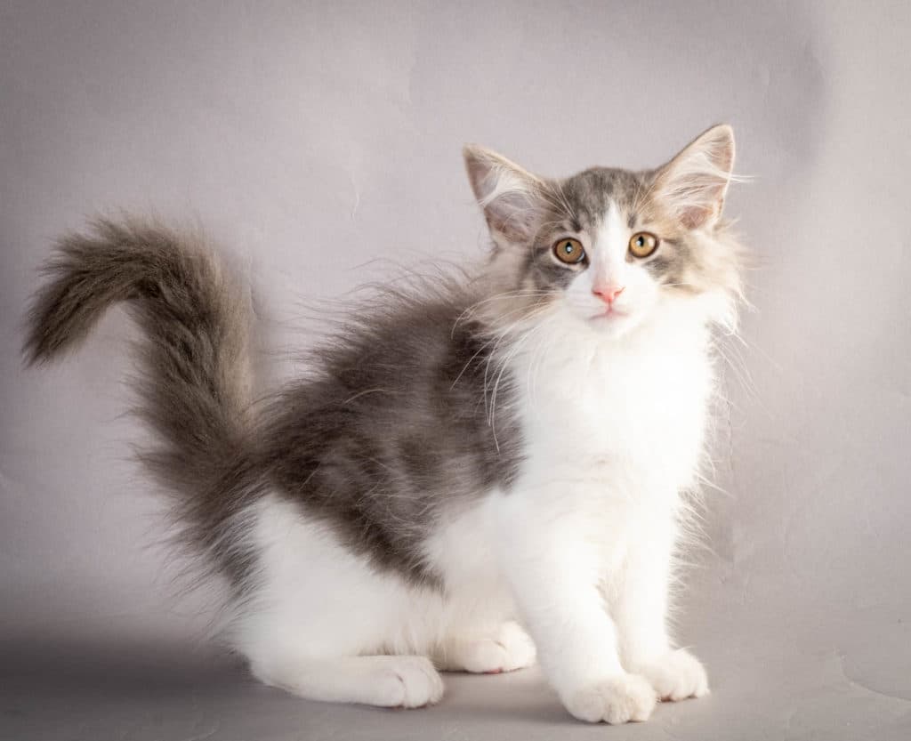 (N)Migoto's Kaiser, NFO a 03 22