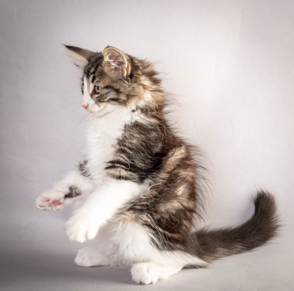 (N)Migoto's Ken, NFO n 03 22