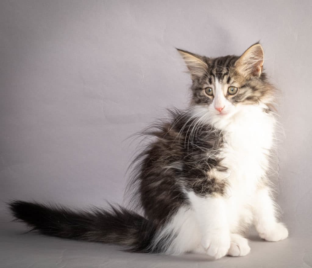 (N)Migoto's Ken, NFO n 03 22