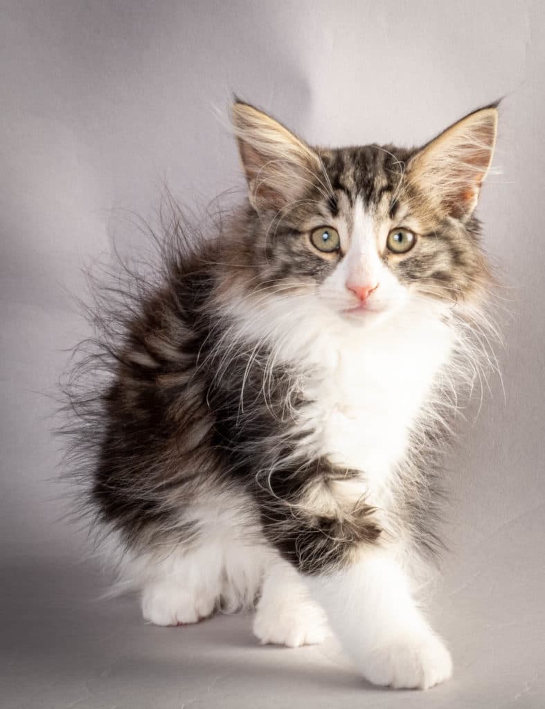 (N)Migoto's Ken, NFO n 03 22