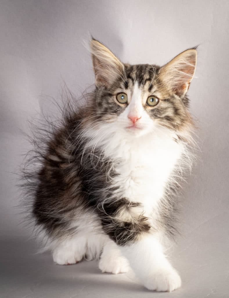 (N)Migoto's Ken, NFO n 03 22