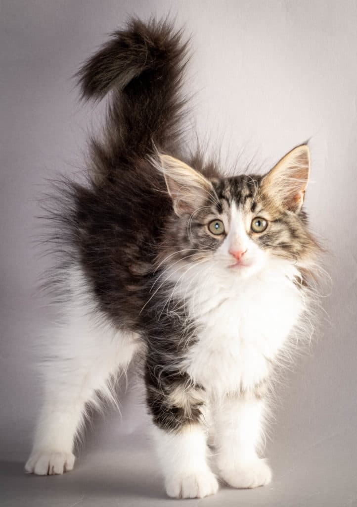 (N)Migoto's Ken, NFO n 03 22