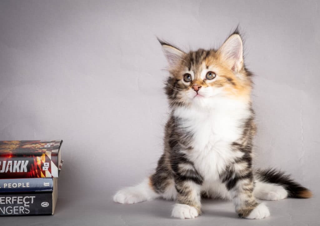 (N)Migoto's Lerke, NFO f 09 22