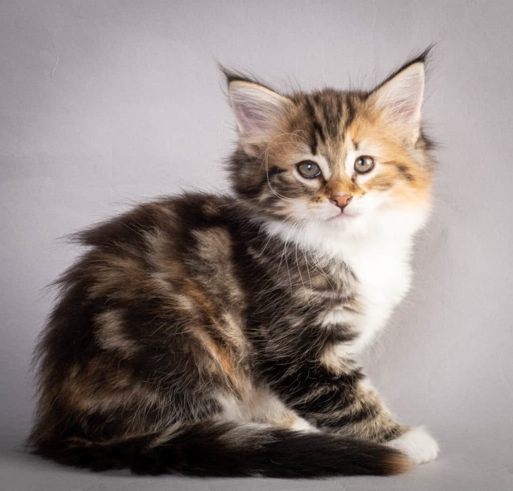 (N)Migoto's Lerke, NFO f 09 22