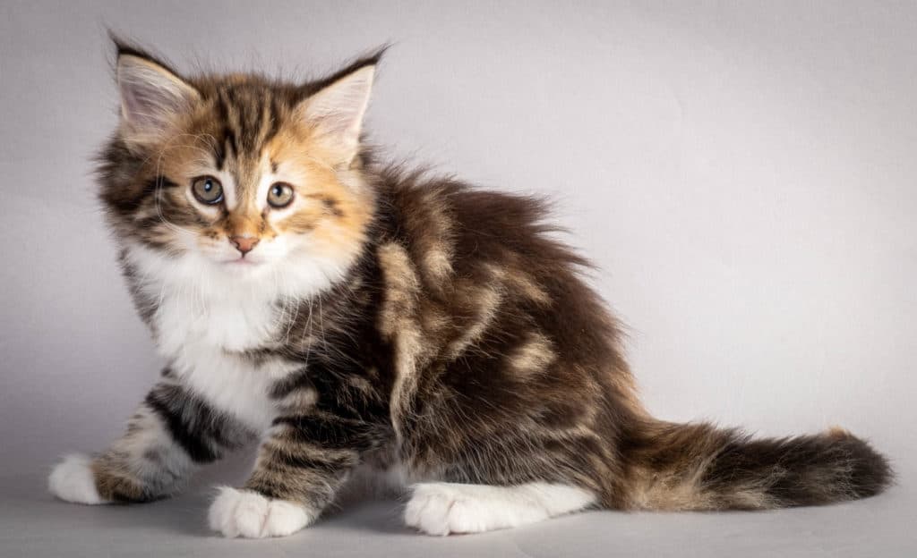 (N)Migoto's Lerke, NFO f 09 22