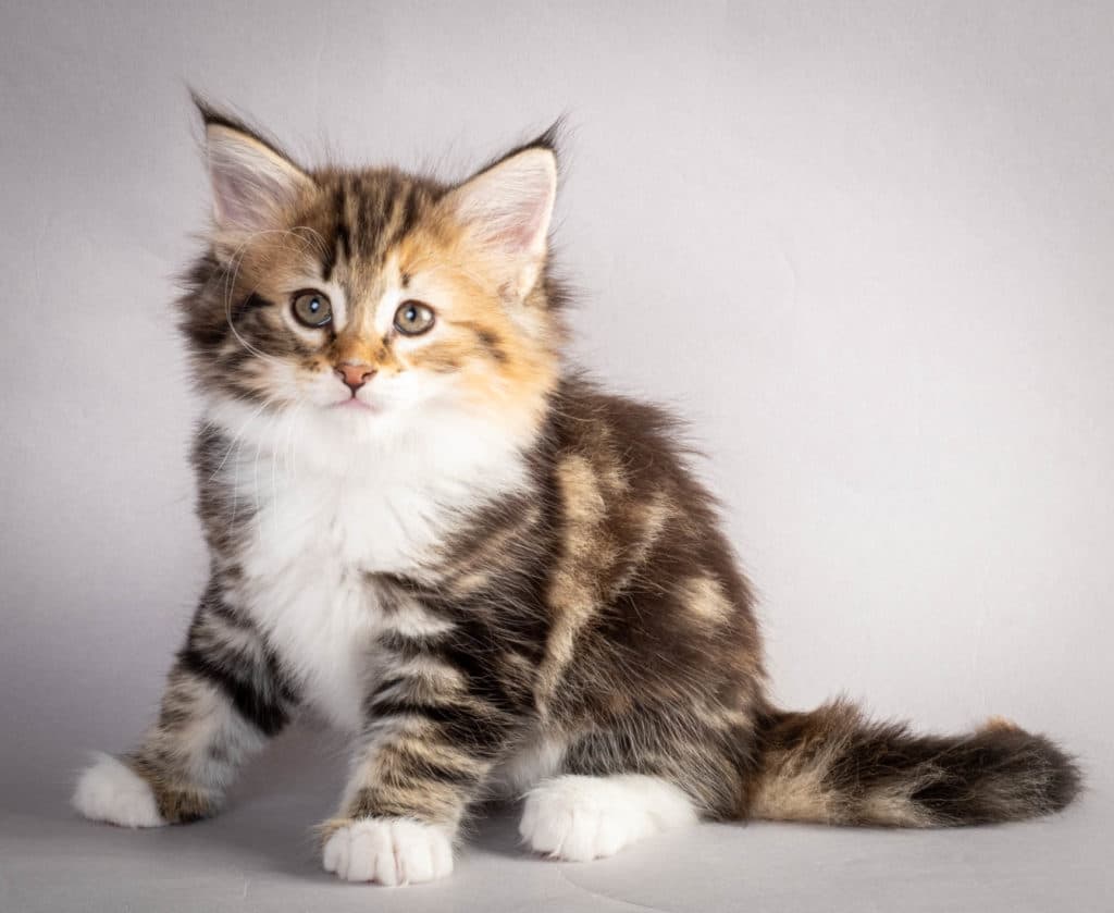 (N)Migoto's Lerke, NFO f 09 22