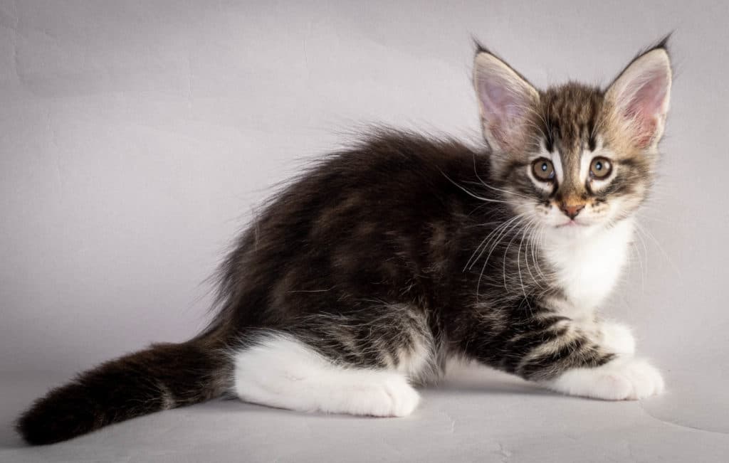 (N)Migoto's Liva, NFO n 09 22