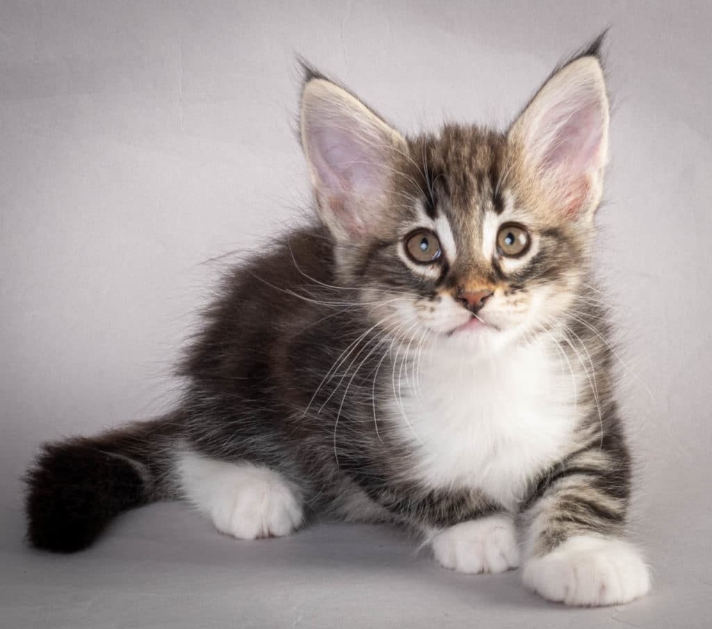 (N)Migoto's Liva, NFO n 09 22