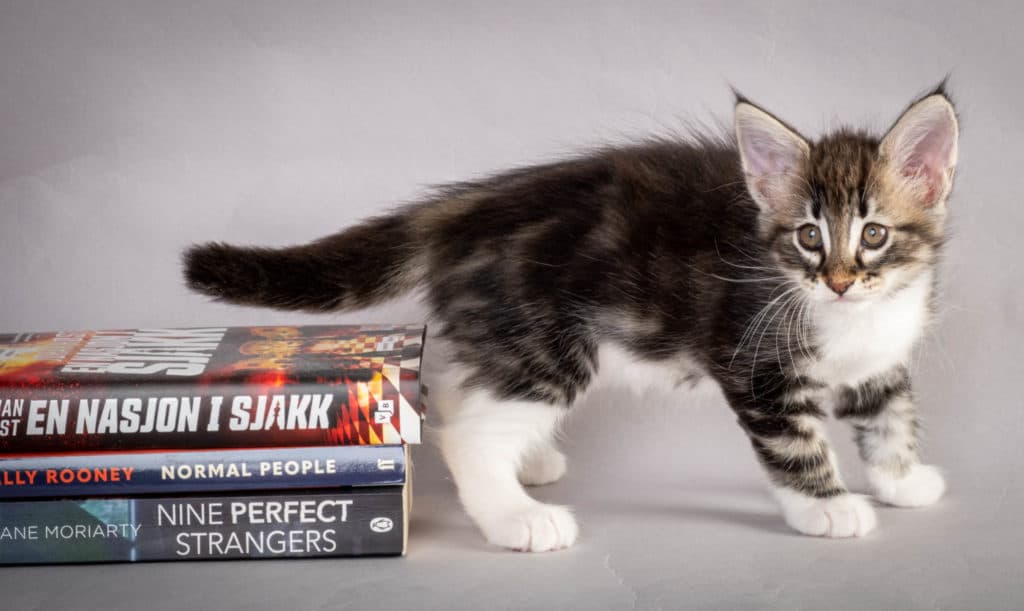 (N)Migoto's Liva, NFO n 09 22