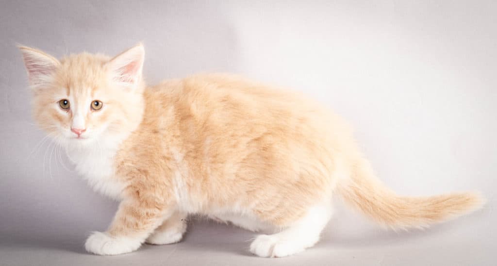 (N)Migoto's Laban, NFO e 09 22