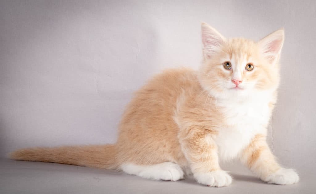 (N)Migoto's Laban, NFO e 09 22