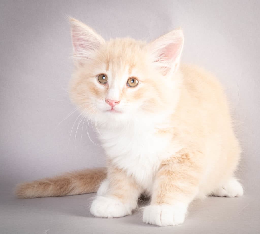 (N)Migoto's Laban, NFO e 09 22