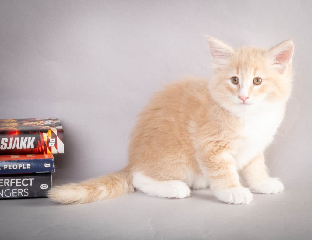 (N)Migoto's Laban, NFO e 09 22