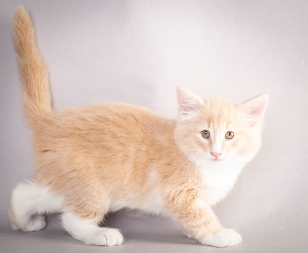 (N)Migoto's Laban, NFO e 09 22