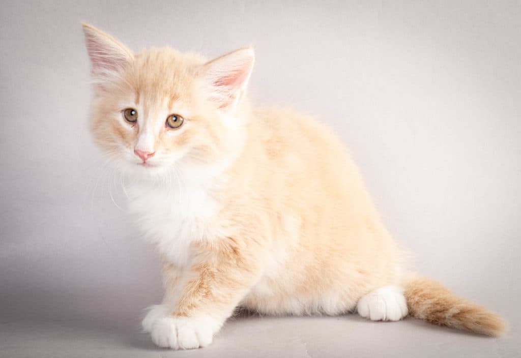 (N)Migoto's Laban, NFO e 09 22