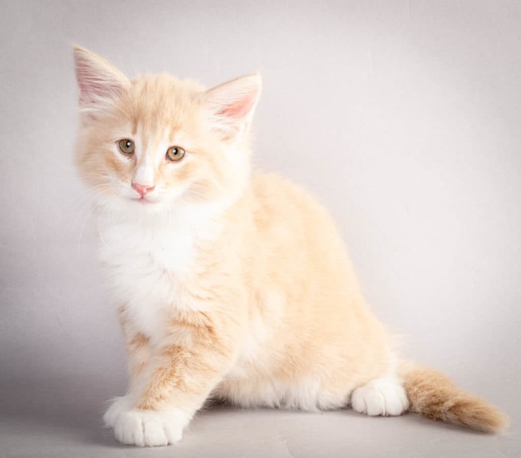 (N)Migoto's Laban, NFO e 09 22