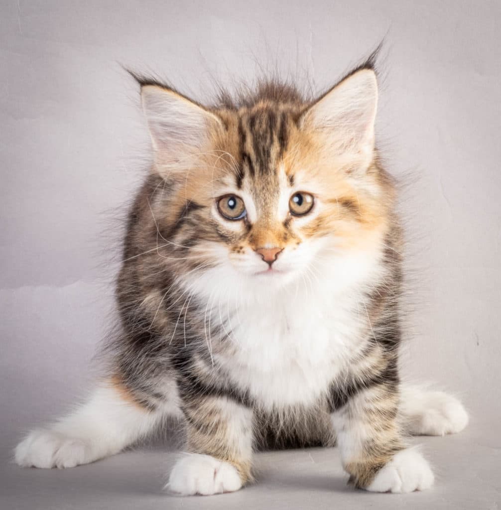 (N)Migoto's Lerke, NFO f 09 22