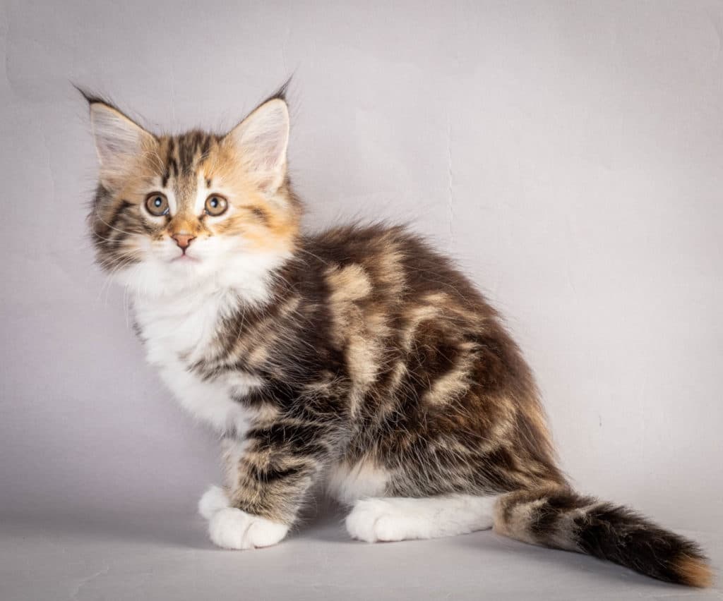 (N)Migoto's Lerke, NFO f 09 22