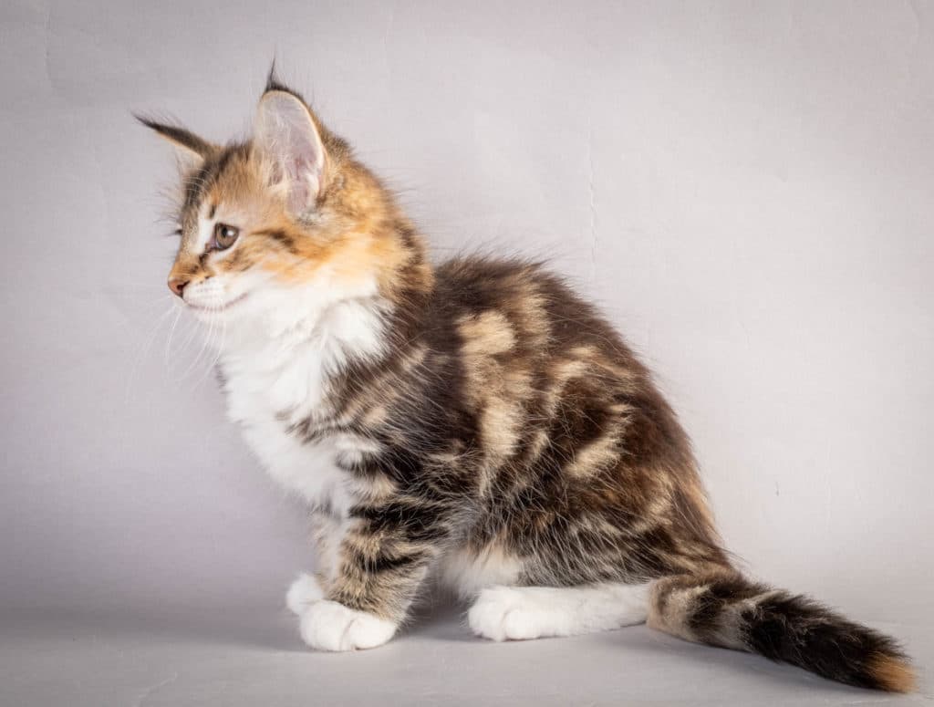 (N)Migoto's Lerke, NFO f 09 22