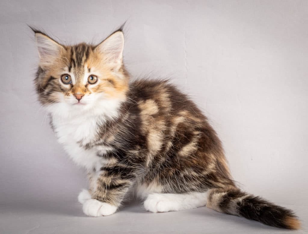 (N)Migoto's Lerke, NFO f 09 22