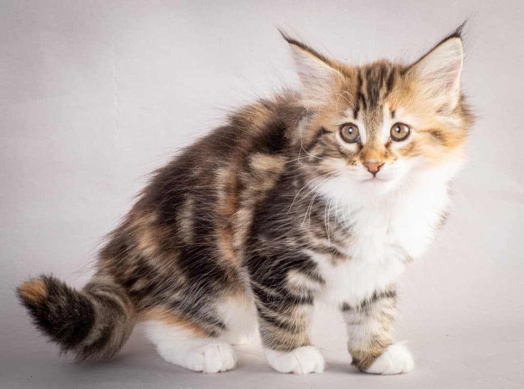 (N)Migoto's Lerke, NFO f 09 22