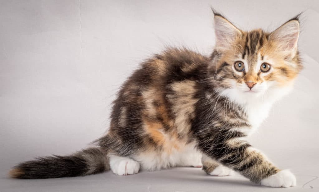 (N)Migoto's Lerke, NFO f 09 22