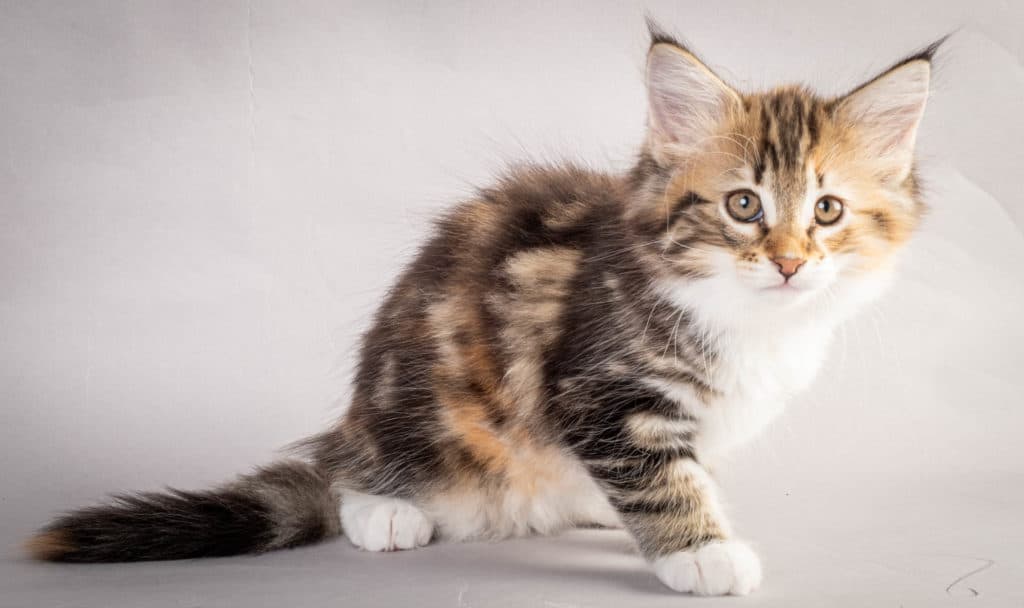 (N)Migoto's Lerke, NFO f 09 22