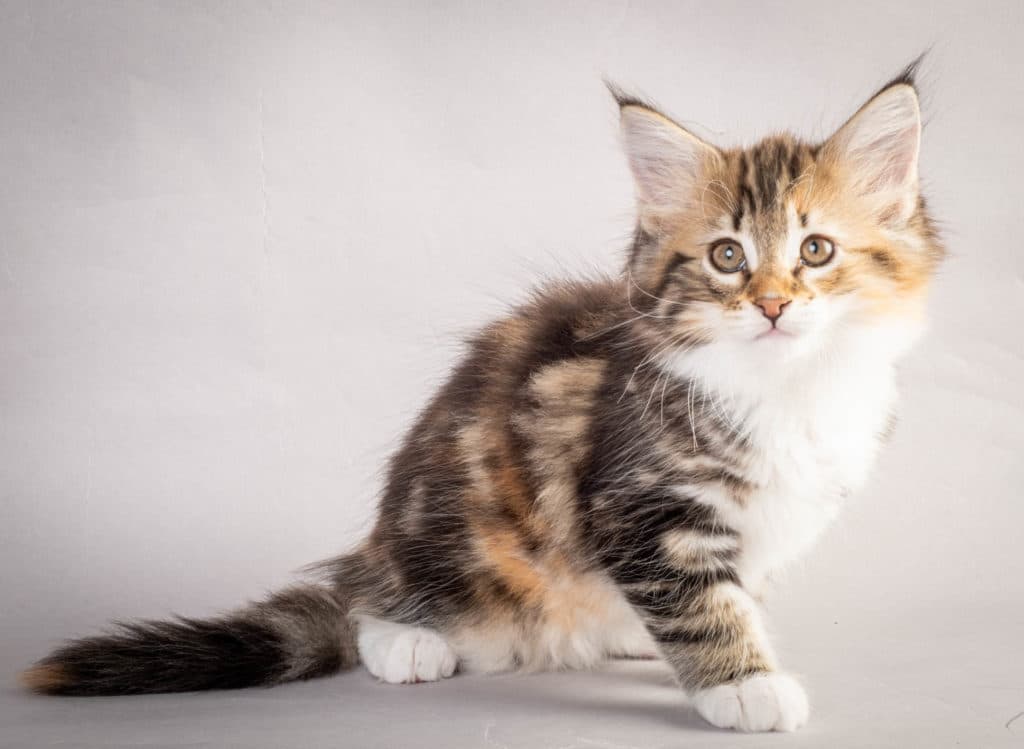 (N)Migoto's Lerke, NFO f 09 22