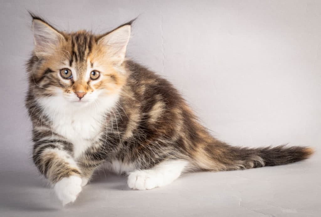 (N)Migoto's Lerke, NFO f 09 22