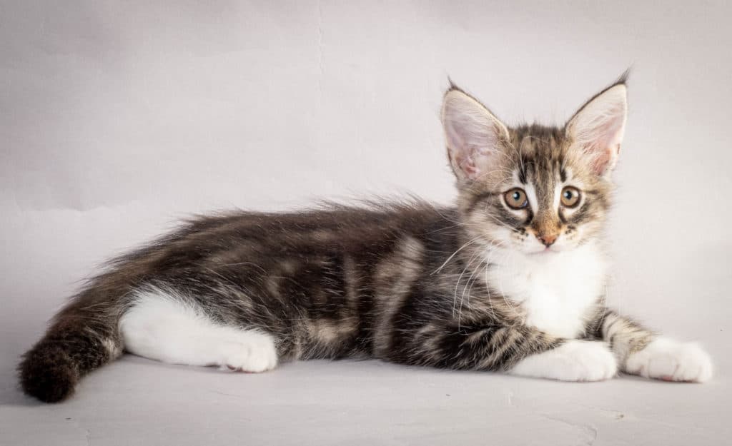 (N)Migoto's Liva, NFO n 09 22