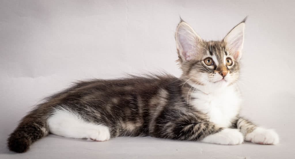 (N)Migoto's Liva, NFO n 09 22