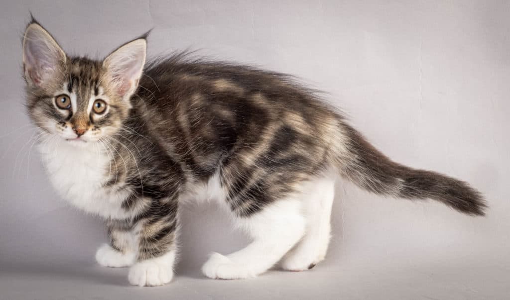 (N)Migoto's Liva, NFO n 09 22