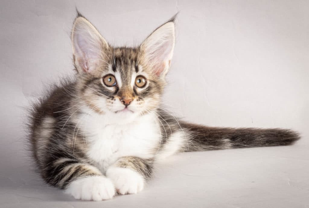 (N)Migoto's Liva, NFO n 09 22