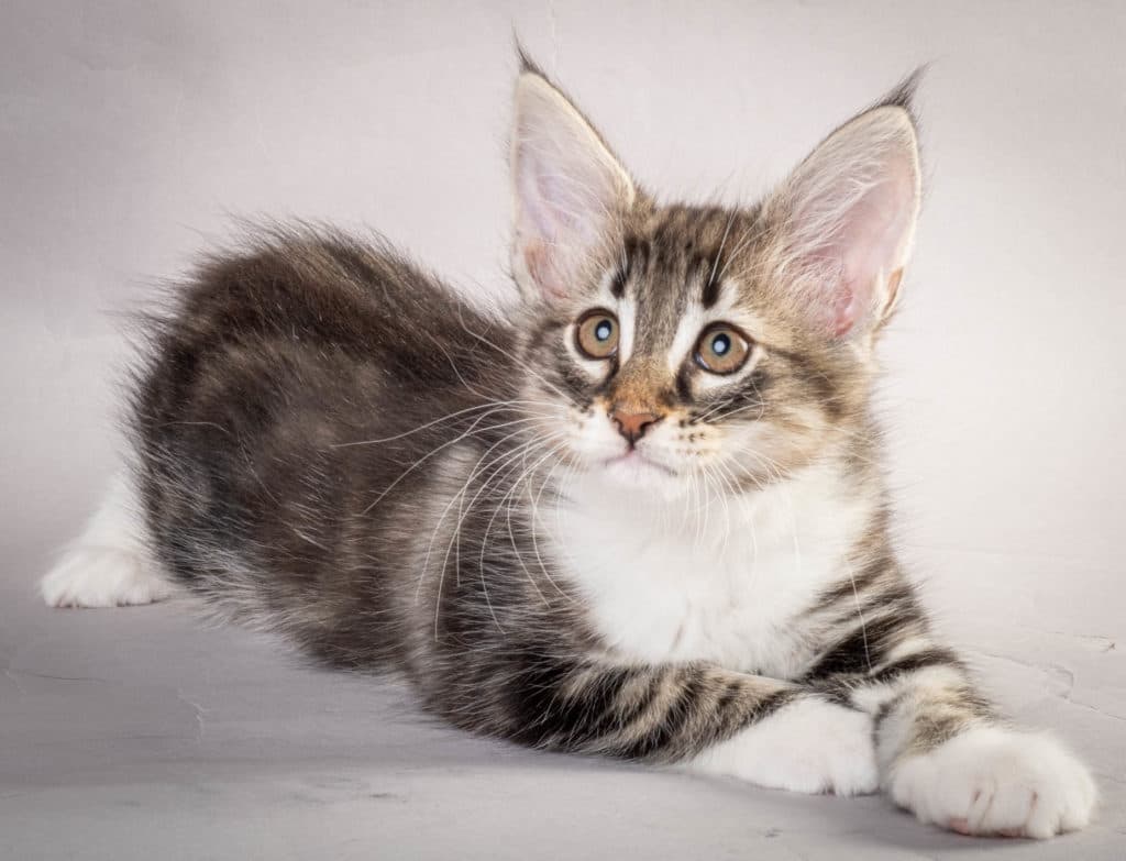 (N)Migoto's Liva, NFO n 09 22